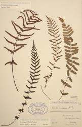 Blechnum molle. Herbarium specimen from Kaitāia, WELT P008754, showing dimorphic fertile and sterile fronds.
 Image: B. Hatton © Te Papa CC BY-NC 3.0 NZ